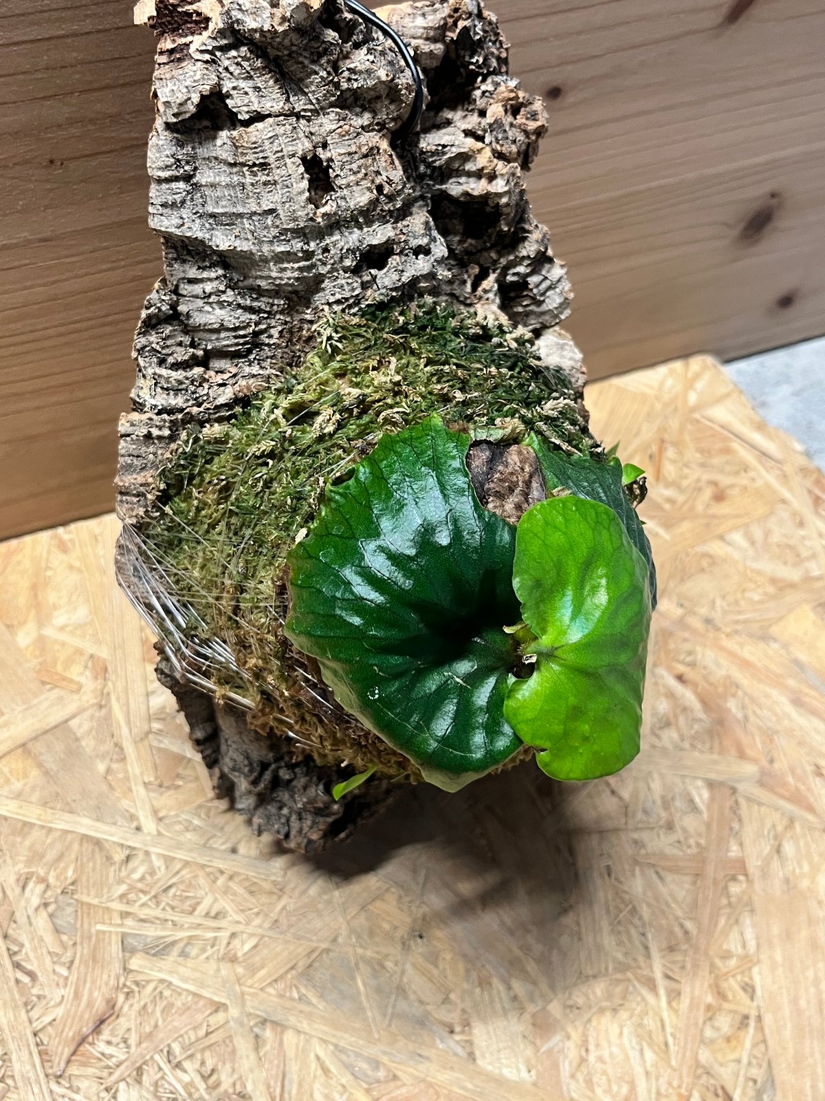 ビカクシダ マダガスカリエンセ | GREEN LUCK