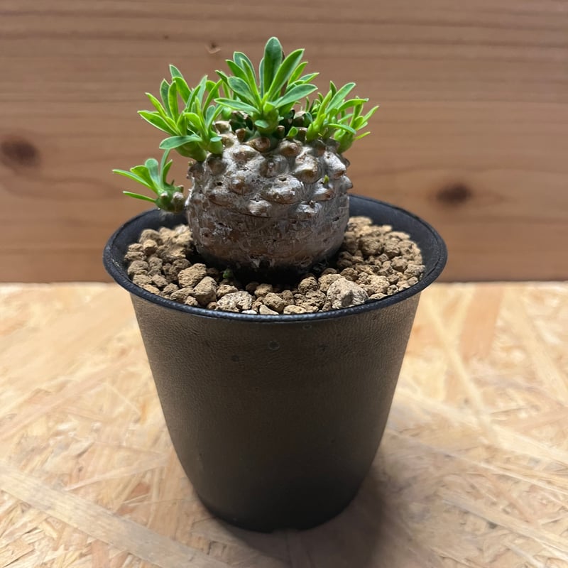 ユーフォルビア 峨眉山 | GREEN LUCK