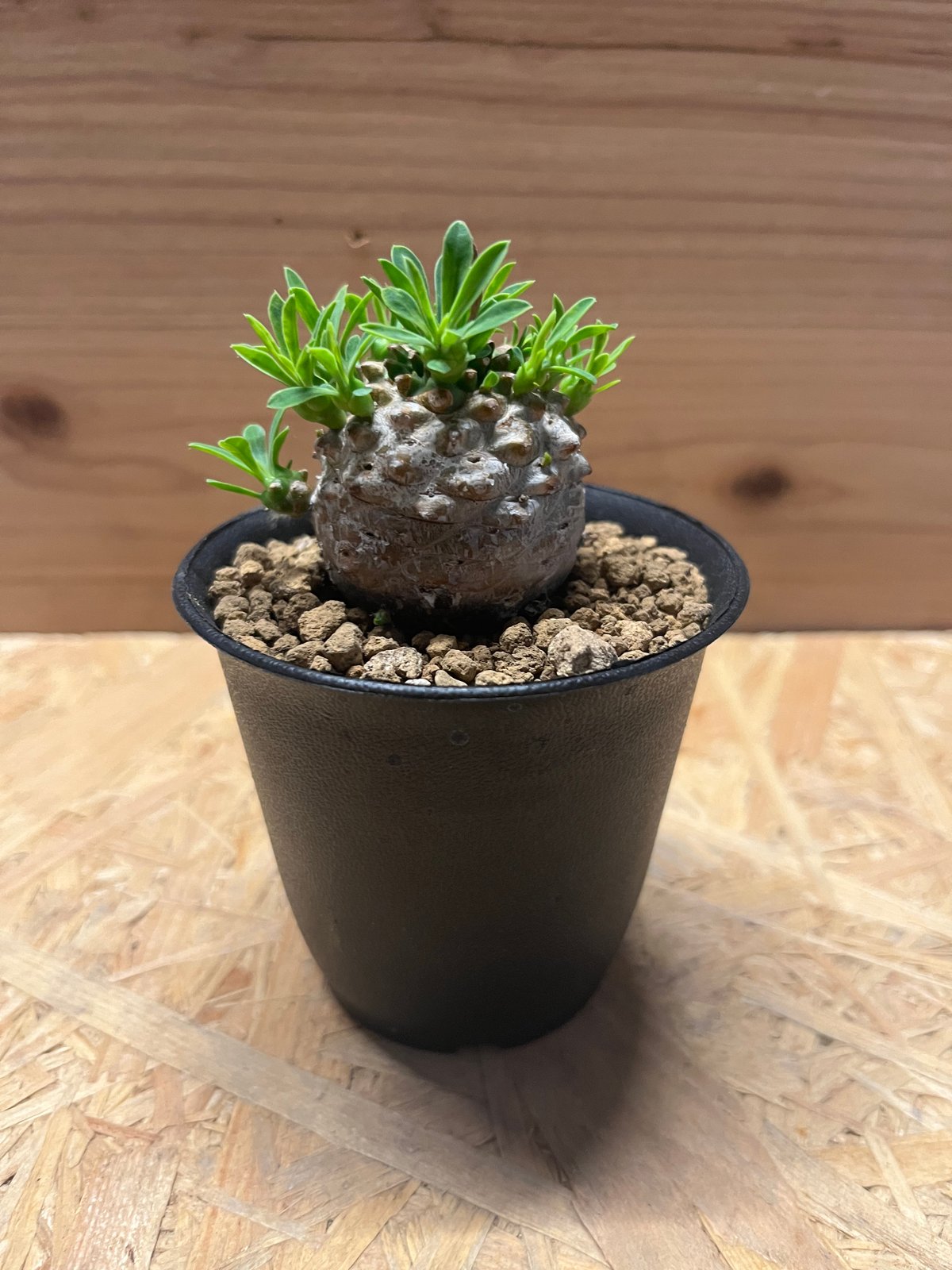 ユーフォルビア 峨眉山 | GREEN LUCK