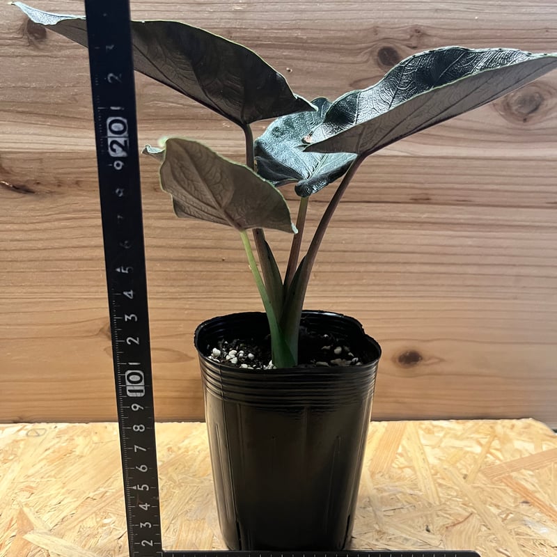 アロカシア アントロベルベット | GREEN LUCK