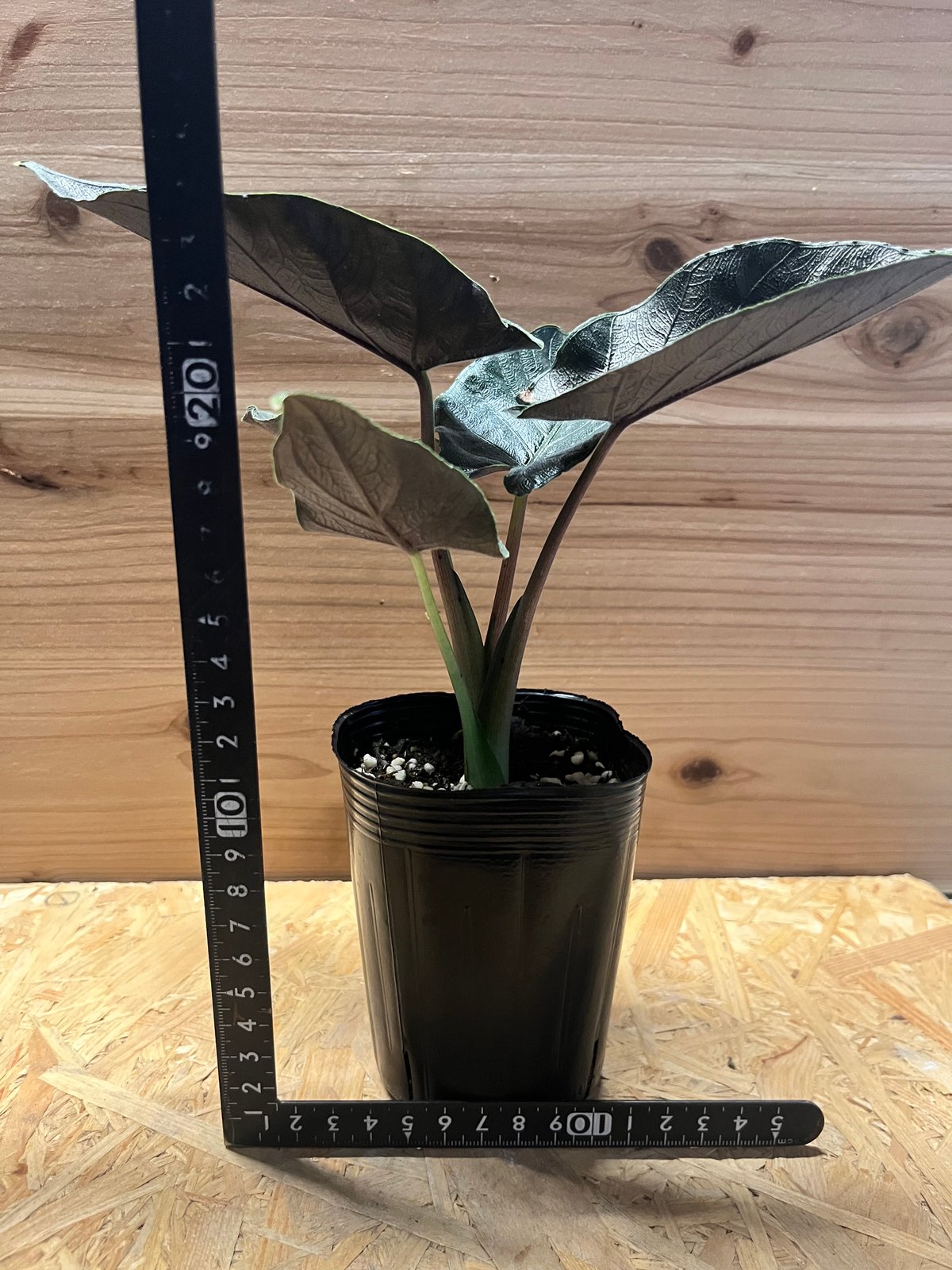 アロカシア アントロベルベット | GREEN LUCK