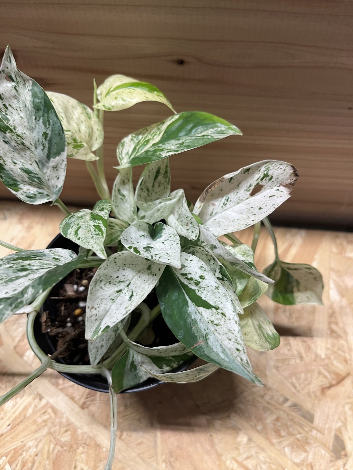 エピプレムナム ピナツム 'マーブル' | GREEN LUCK