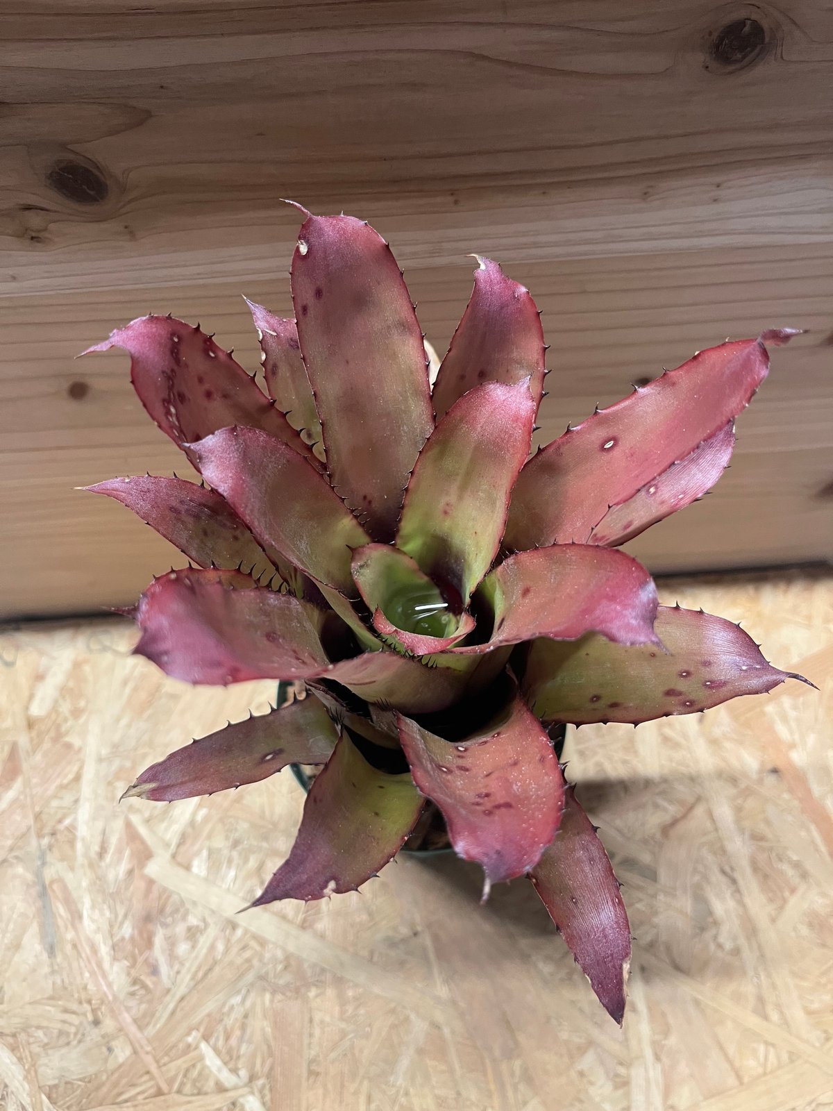 エクメア　エグレリアナ 現品】エクメア・エグレリアナ Aechmea egleriana - Frontier