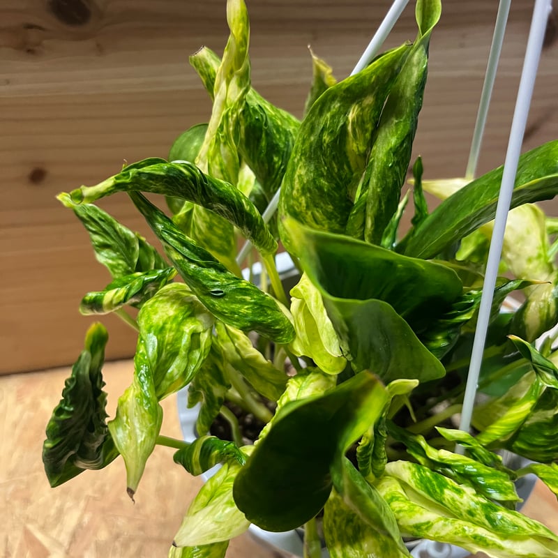 ポトス テルノサンシャイン | GREEN LUCK