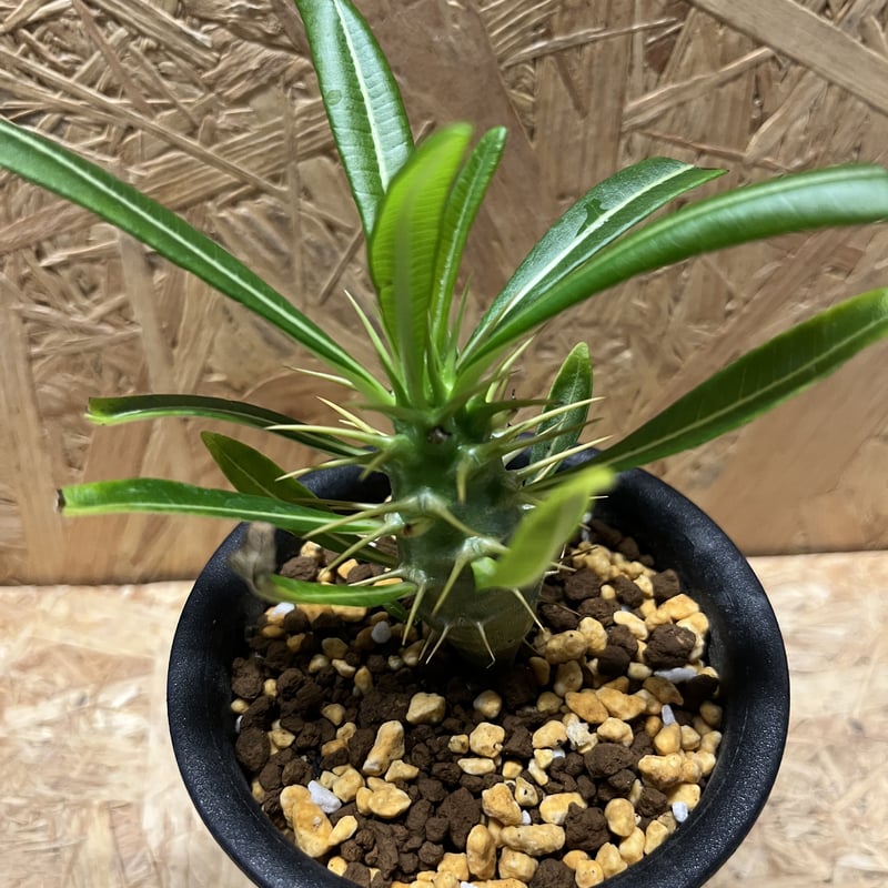 パキポディウム アンボンゲンセ | GREEN LUCK