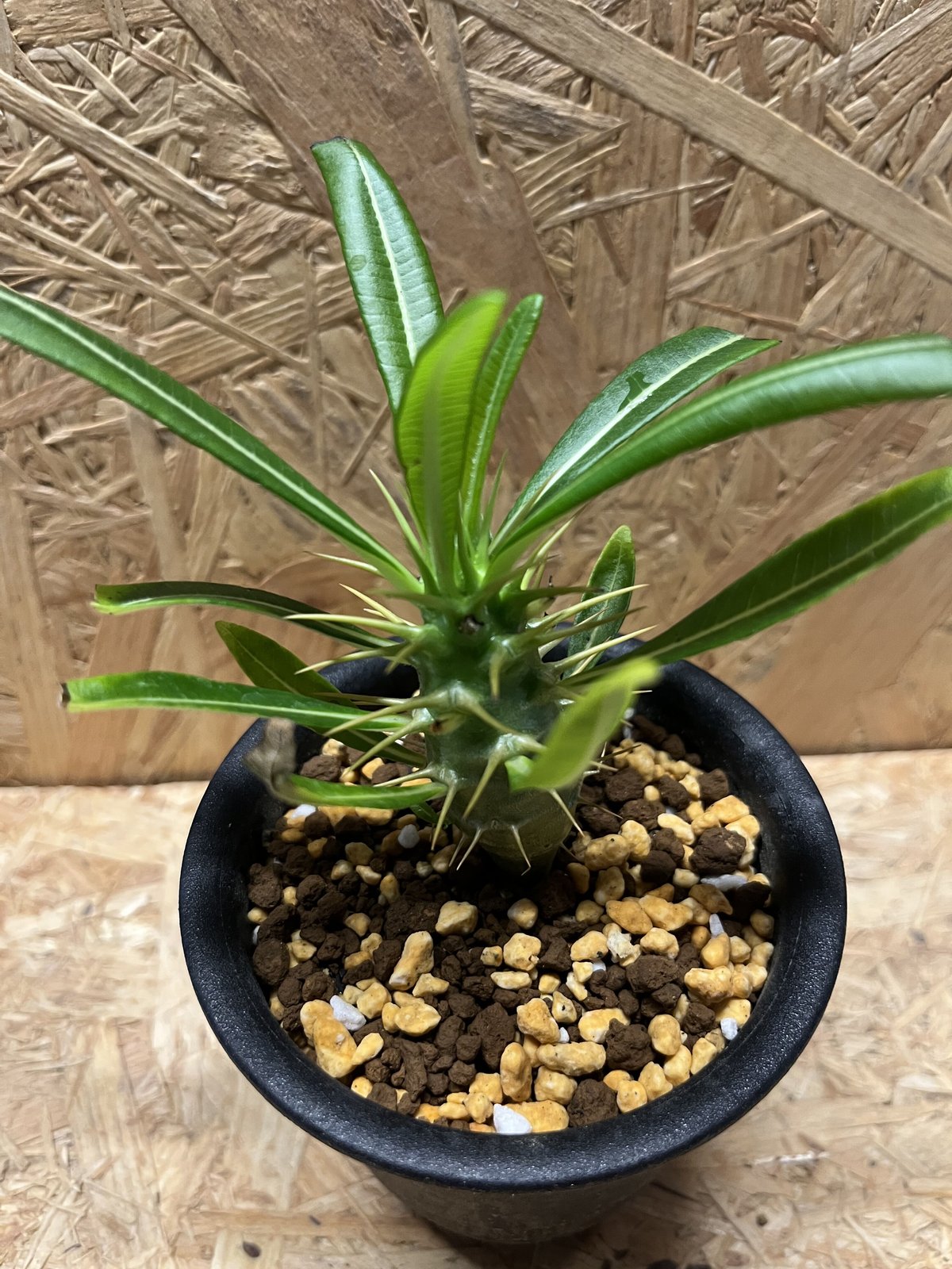 パキポディウム アンボンゲンセ | GREEN LUCK