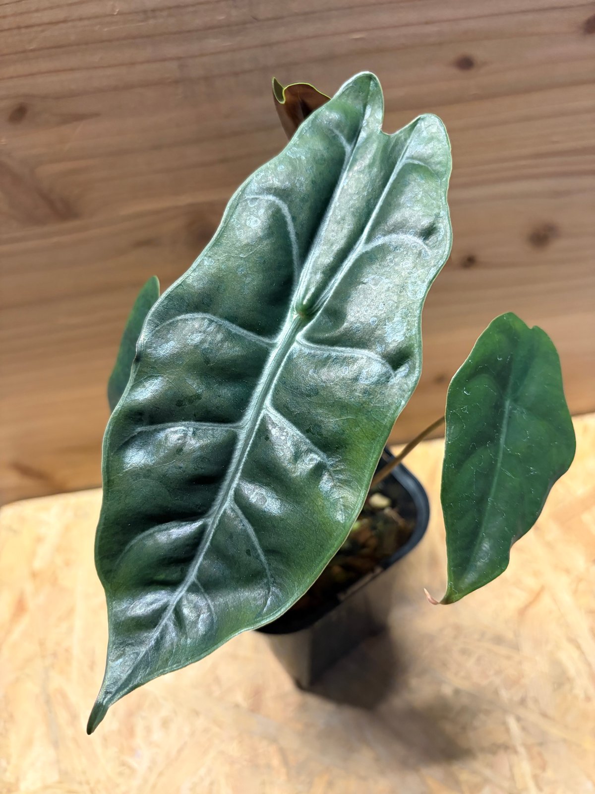 アロカシア 'シャントリエリ' | GREEN LUCK