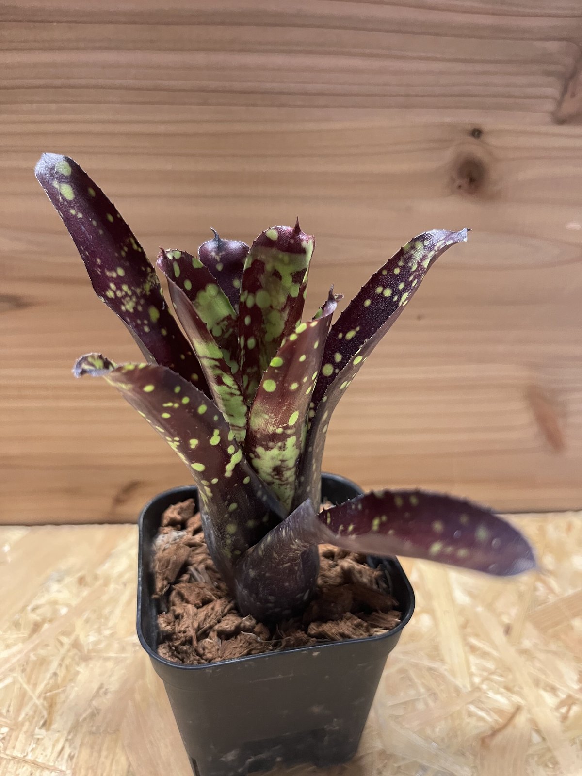 ネオレゲリア　ドミノ リサのタグ付き Yahoo!オークション - KN 1円 リサタグ付き ネオレゲリア 'ドミノ