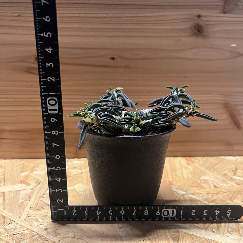 ユーフォルビア キリンドリフォリア | GREEN LUCK