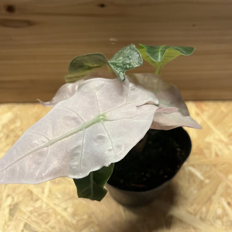 アロカシア アマゾニカ バリエガータ | GREEN LUCK