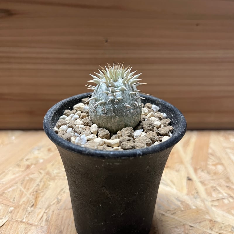 パキポディウム パキポディウム エニグマチカム【346】 | PROTOLEAF プロトリーフ