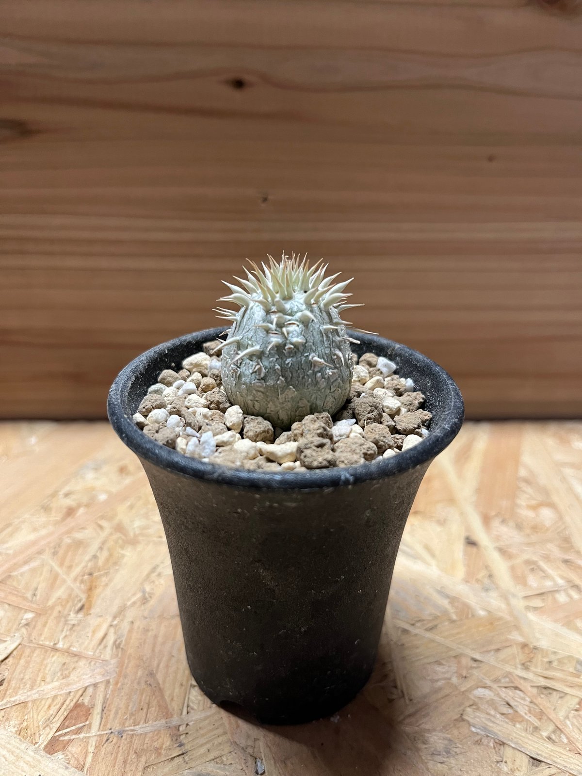 パキポディウムエニグマティクム