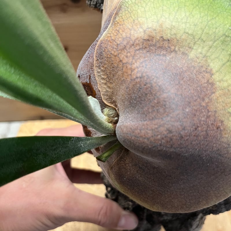 ビカクシダ 'フーンシキ' | GREEN LUCK