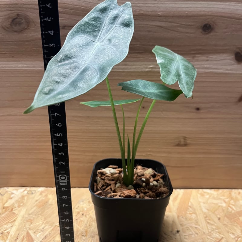 アロカシア ロンギロバシルバー | GREEN LUCK