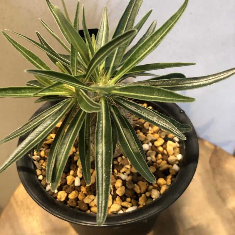 パキポディウム　グラキリス実生 パキポディウム グラキリス 実生／Pachypodium gracilius no.