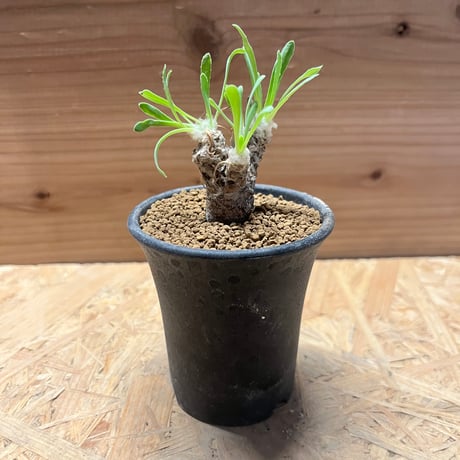 オトンナレトロルサ | STORES