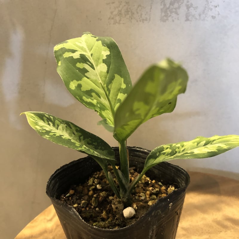 アグラオネマ ピクタム エウレカタイプ | GREEN LUCK