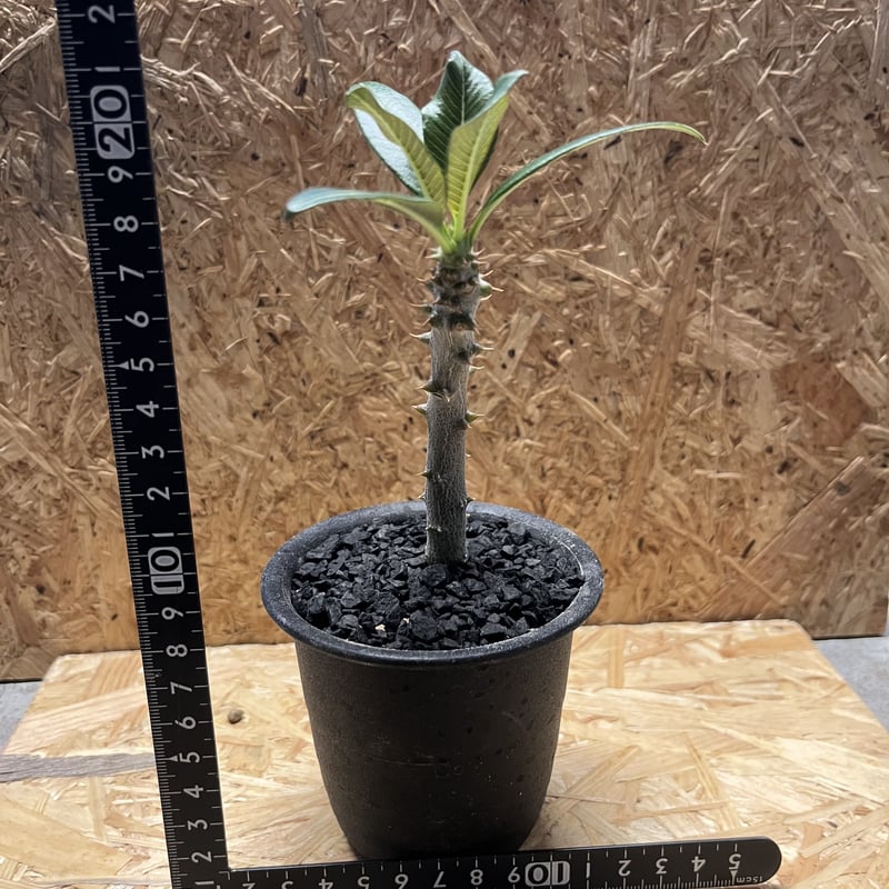 パキポデュウム　バロニー パキポディウム：sp.バロニー 4号鉢植え25-01 の通販 | 園芸ネット