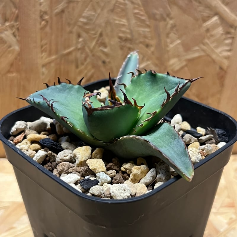 アガベ チタノタ 黒盾 | GREEN LUCK