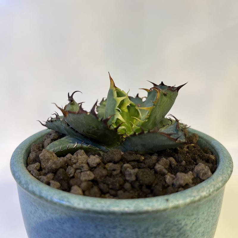 アガベ チタノタ ブラック&ブルー×伝市鉢 | GREEN LUCK