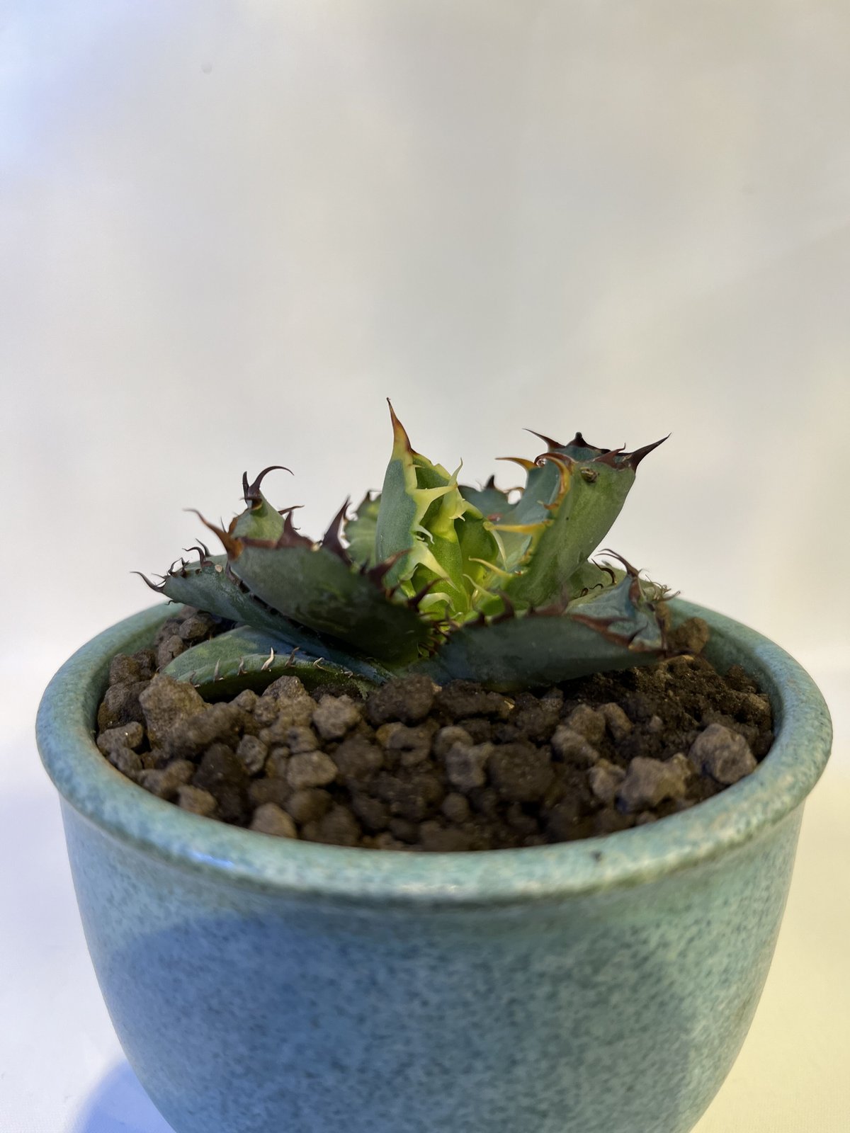 アガベ チタノタ　ブルー　鉢ごと アガベ チタノタ ブラック＆ブルー鉢ごと アガベ・チタノタ ブラック