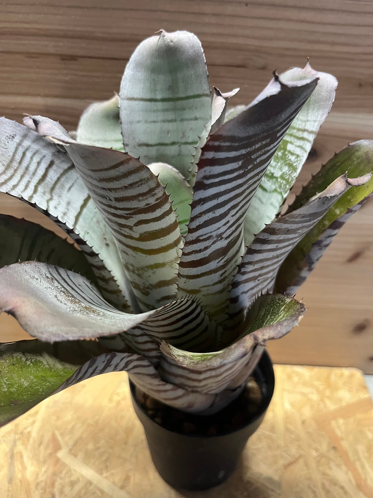 エクメア チャンティニー ブラックアイス | GREEN LUCK