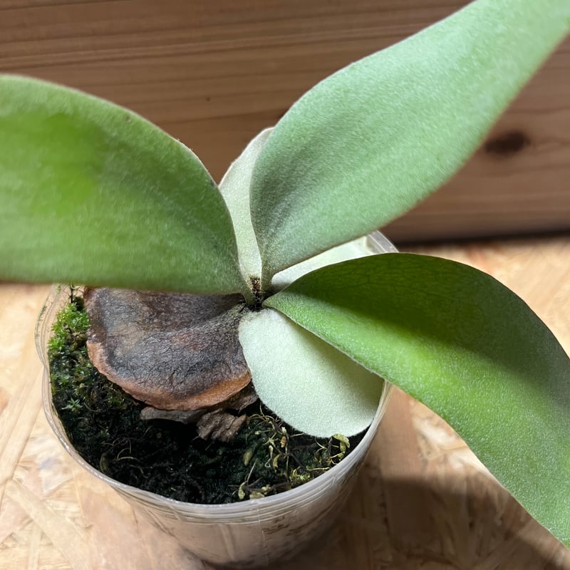 希少】【美株】ビカクシダ ラウンド クラウド ビカクシダ クラウド