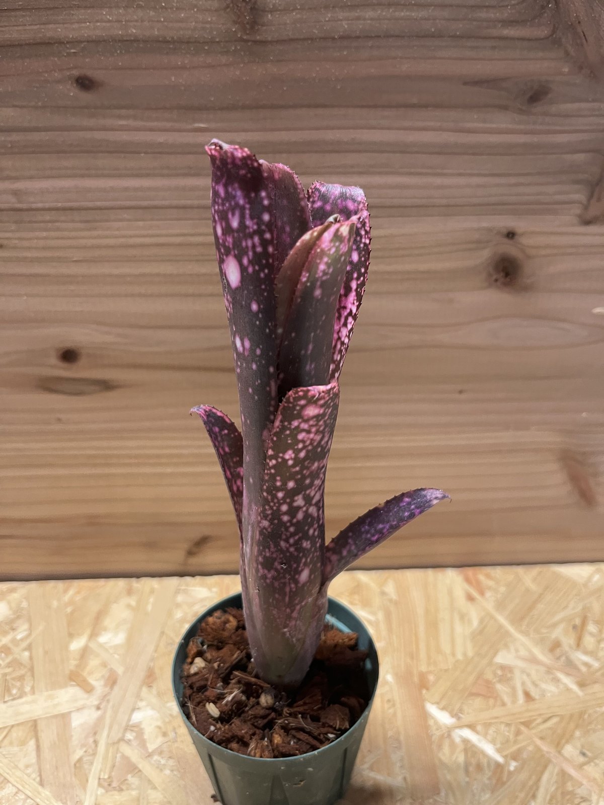 ビルベルギア スモークスタック | GREEN LUCK