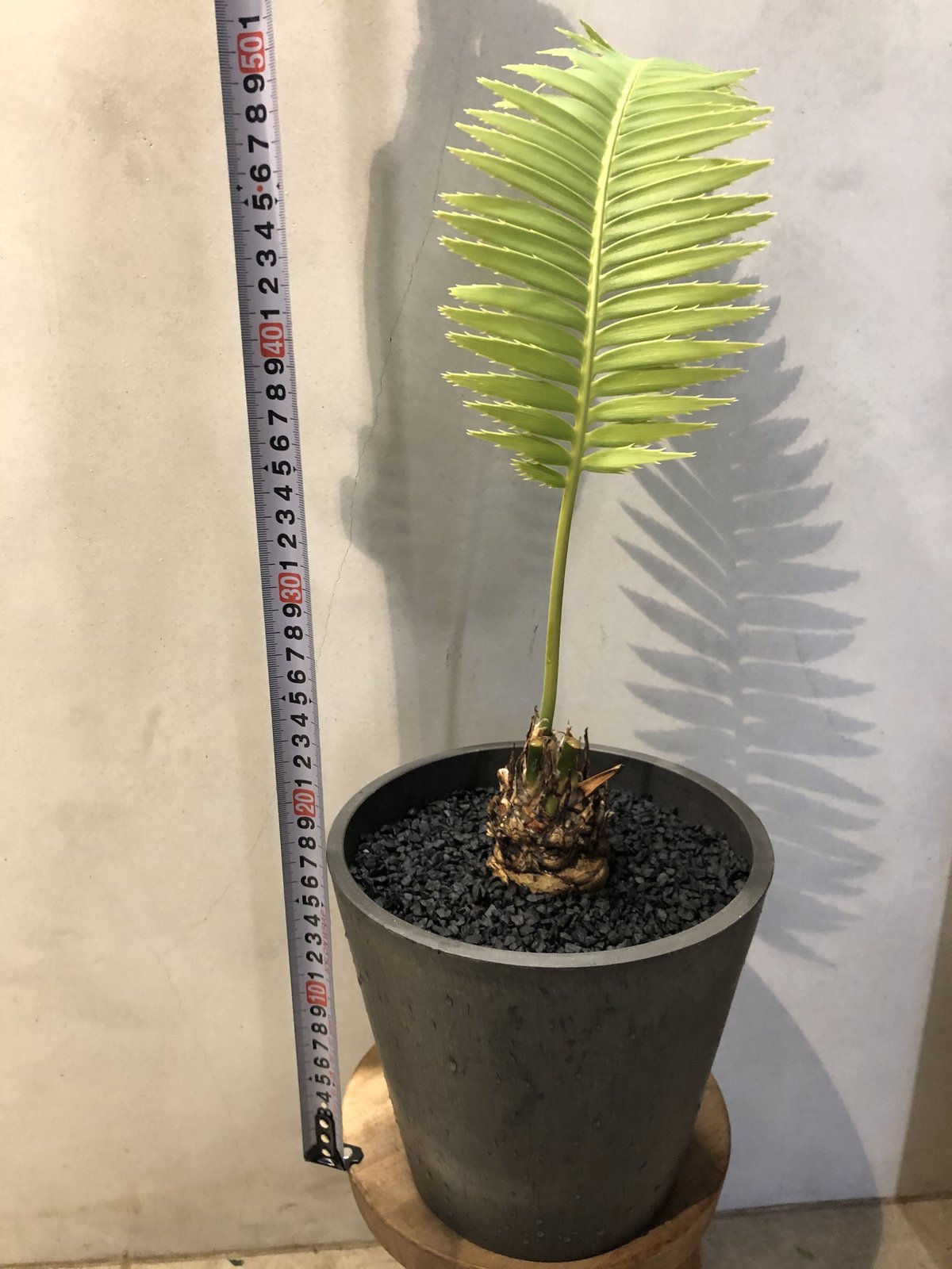 再最終値下げ ⑦ 【希少】 ディオーン　スピヌロスム fit=scale-down,w=1200