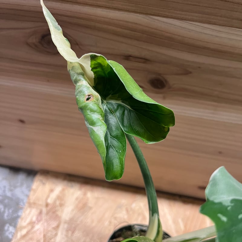 斑入りクワズイモ アロカシア オドラ オキナワシルバー | GREEN LUCK