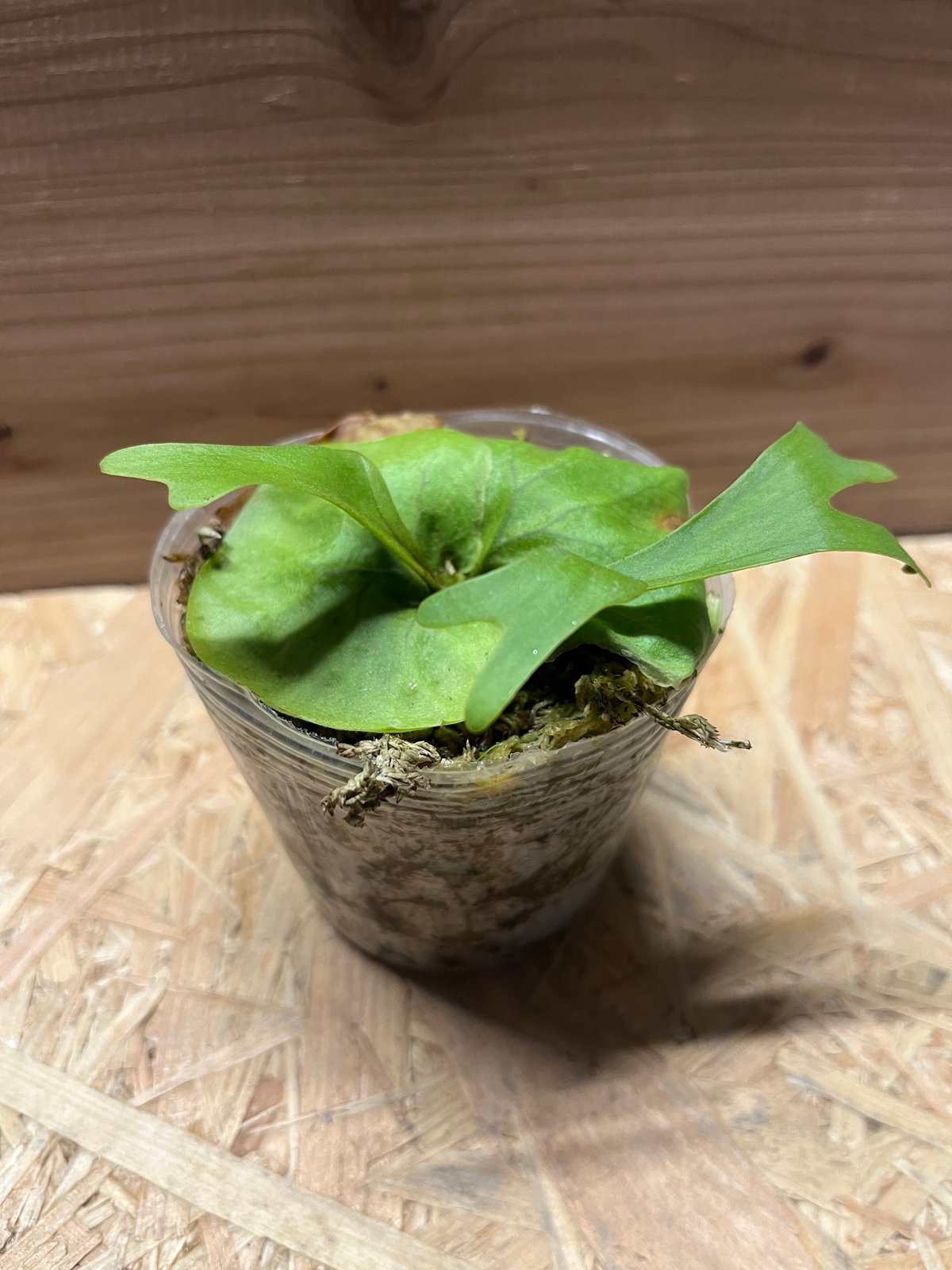 reg　ビカクシダ ビカクシダ リドレイ | GREEN LUCK