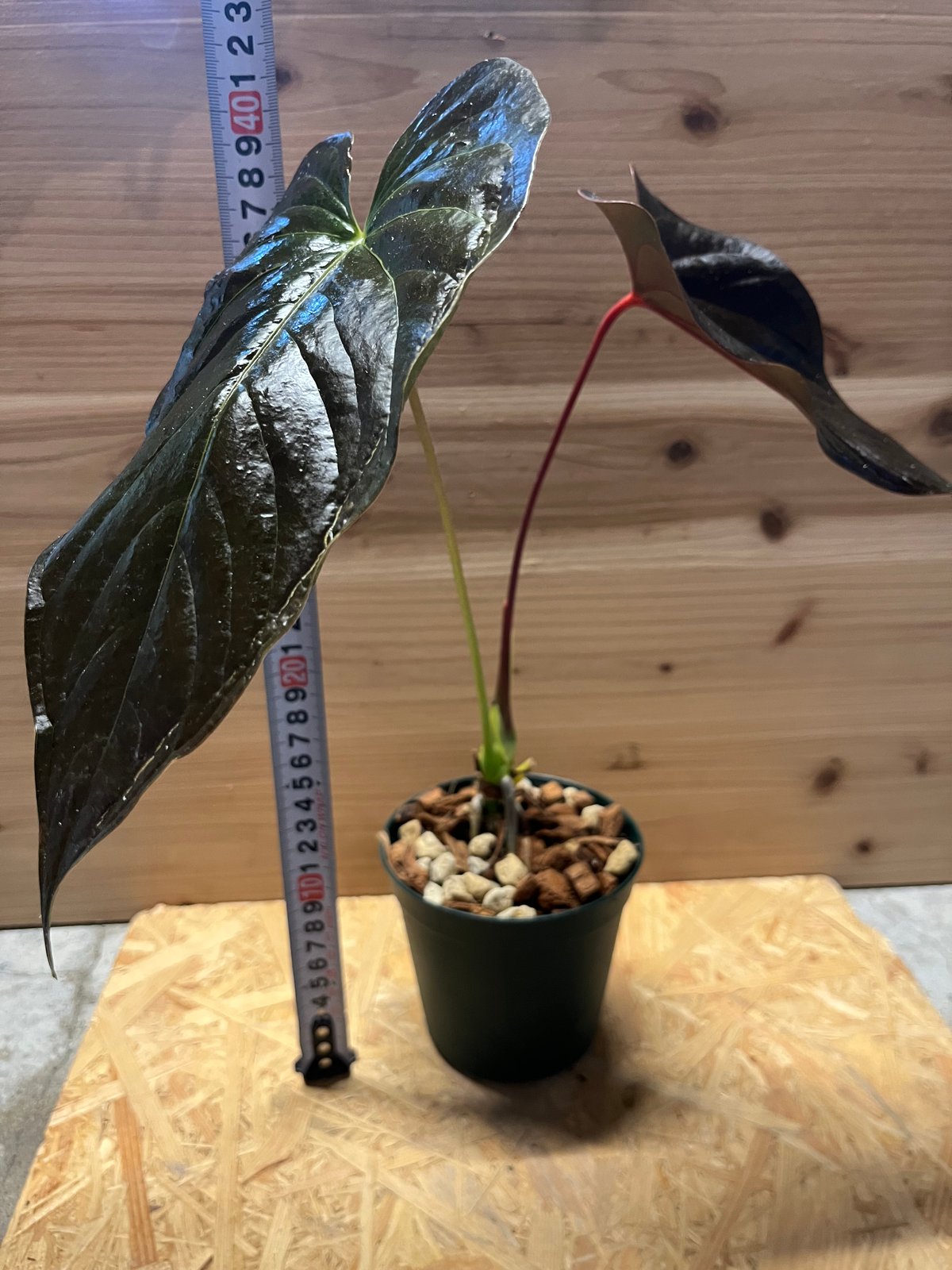 アンスリウム チャンベラニアナム ロムズレッド | GREEN LUCK