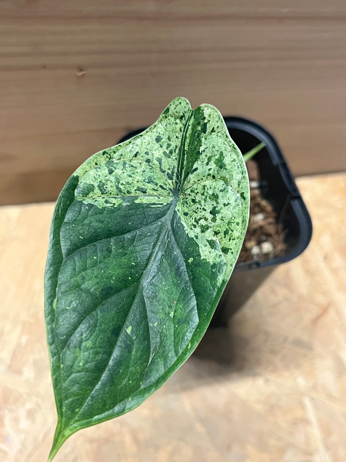 アロカシア ドラゴンスケールミント 6本セット アロカシア ドラゴンスケールミント 6本セット