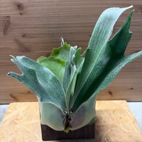 アグラオネマ カーティシー 山採りワイルド株 | GREEN LUCK