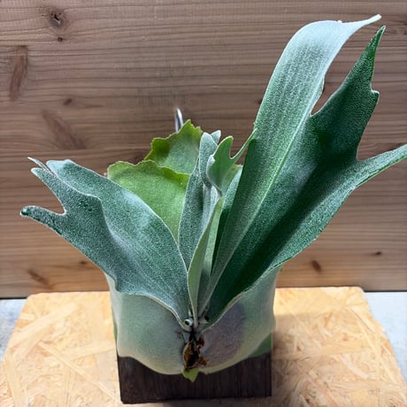 ドワーフ | STORES