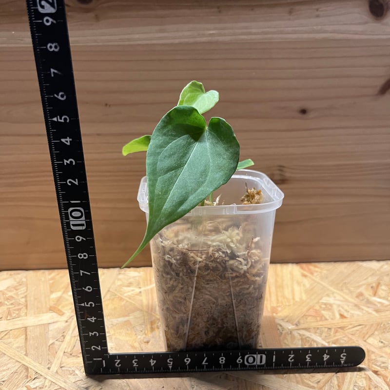 アンスリウム デルタフォース | GREEN LUCK