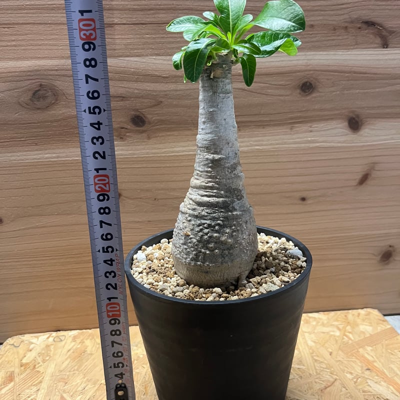 パキポディウム デカリー | GREEN LUCK