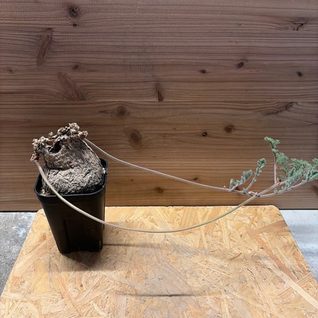 ペラルゴニウムトリステ | STORES