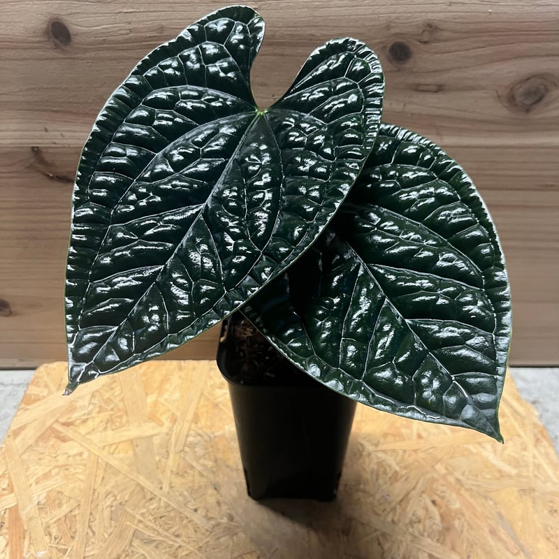 アンスリウム ルクスリアンス 'ブラック' | GREEN LUCK