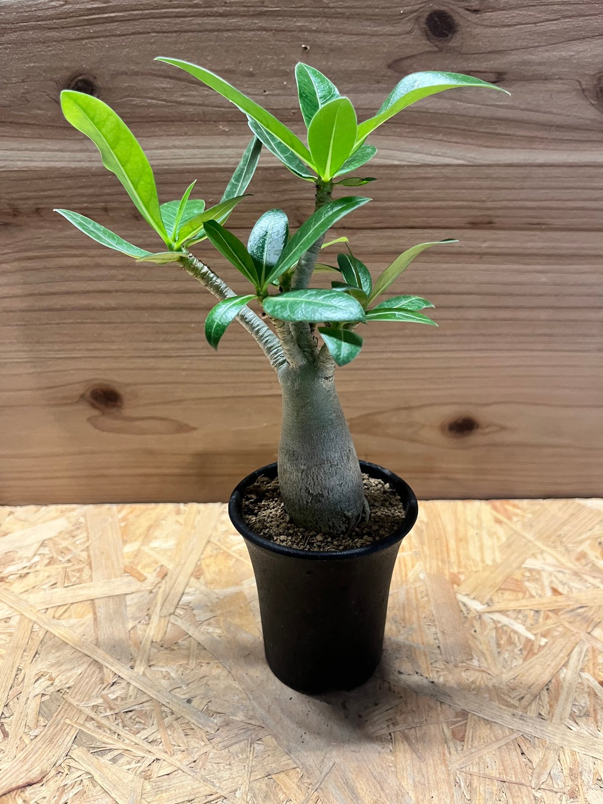 アデニウム アラビカム 観葉植物　 アデニウム アラビカム（アラビクム）獅子葉【791】 | PROTOLEAF