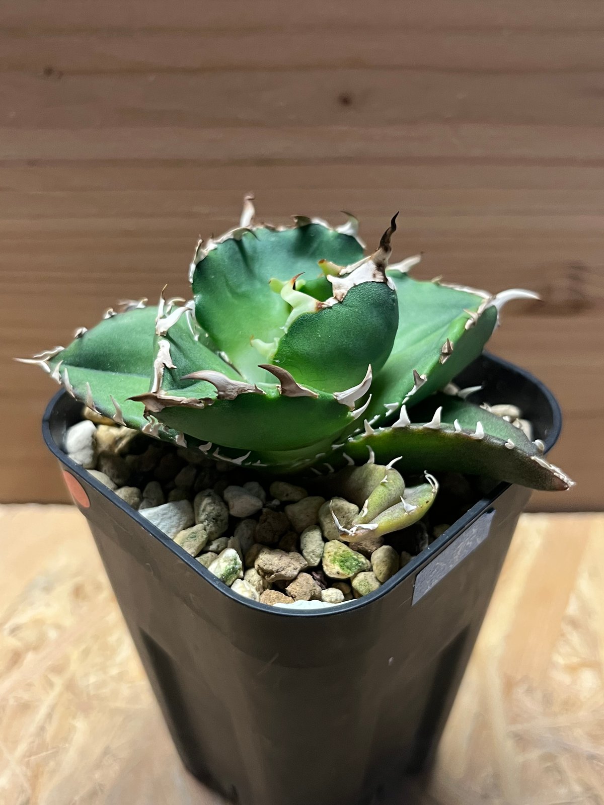 アガベ チタノタ 金鯨 | GREEN LUCK