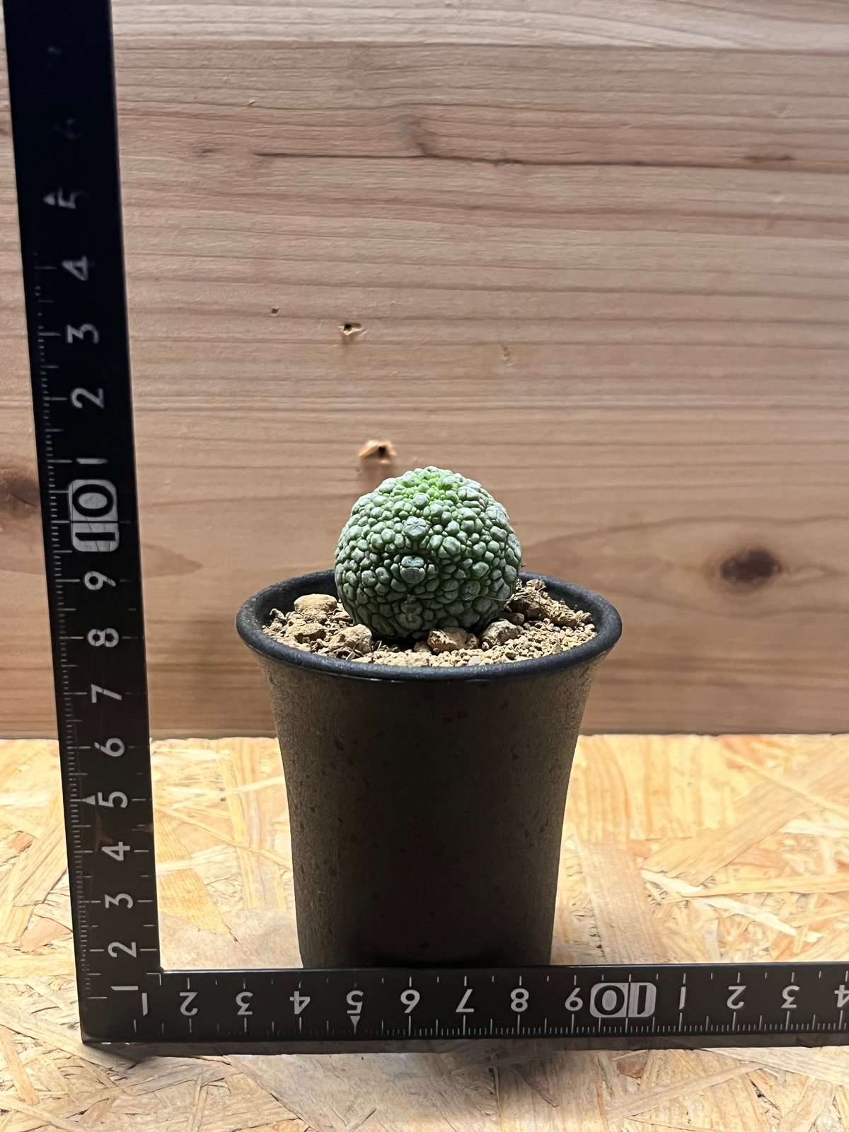 プセウドリトス ミギウルティヌス | GREEN LUCK