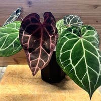 アンスリウム レガレ | GREEN LUCK