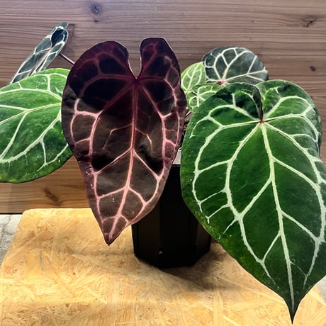 アンスリウム パピリラミナムhyb ミント斑入り【韓国PCF産】正規タグ付き アンスリウム パピリラミナムhyb ミント斑入り【韓国PCF産】正規タグ