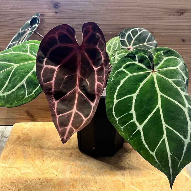 アンスリウム ジャンニーナ | GREEN LUCK