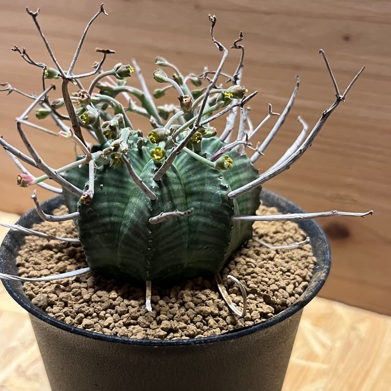 ブラックバリダ×スーパーバリダ 親株 子株付 ⑤ ブラックバリダ