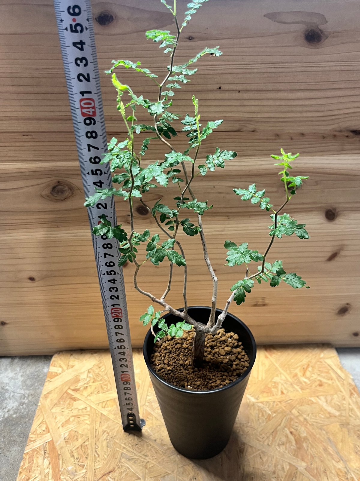 コミフォラ　モンストローサ fit=scale-down,w=1200