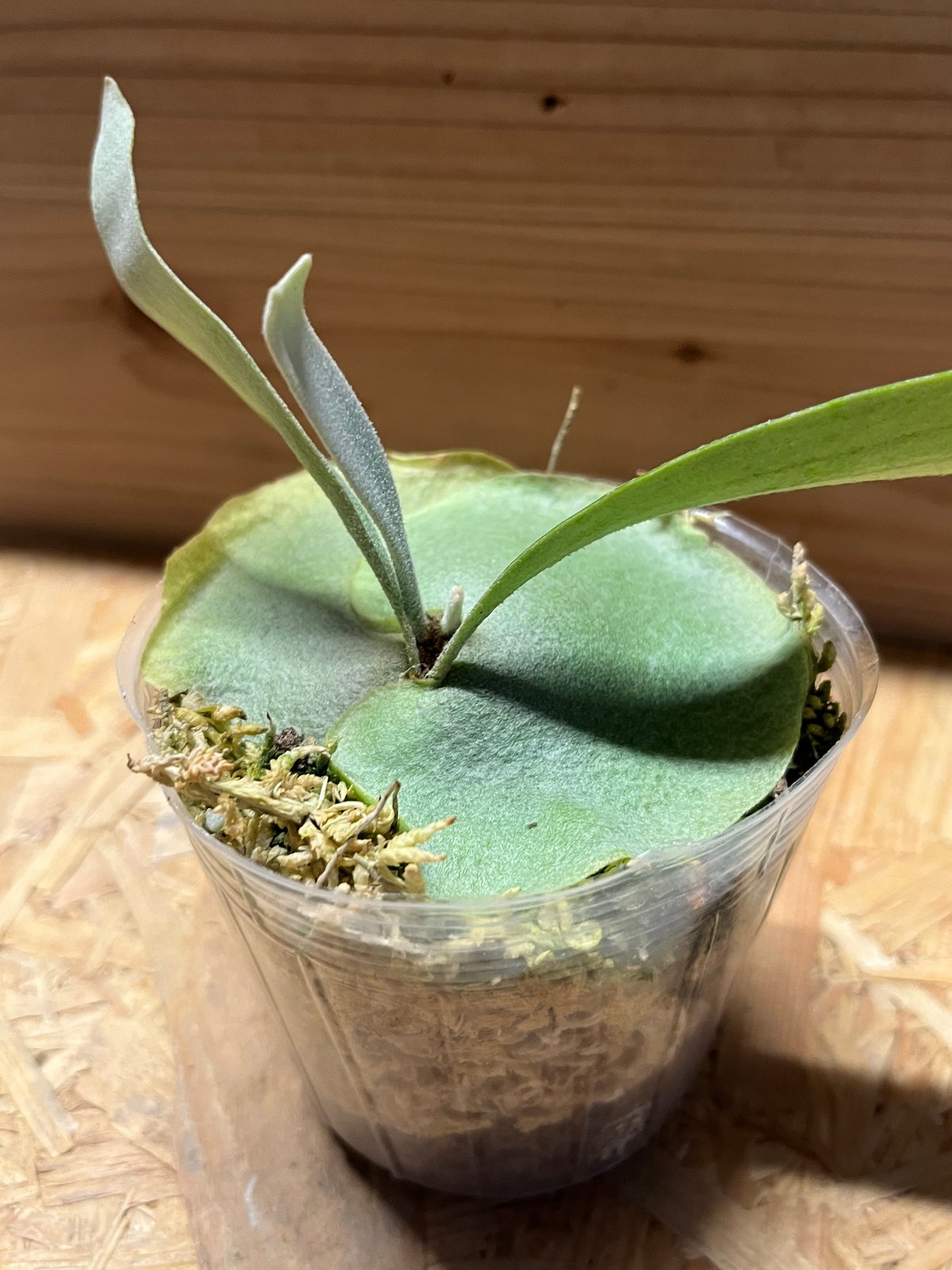 ビカクシダ 観葉植物 緑色 葉巻き 観葉植物