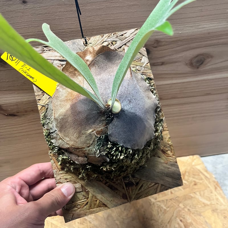 ビカクシダ E-1 スポア | GREEN LUCK