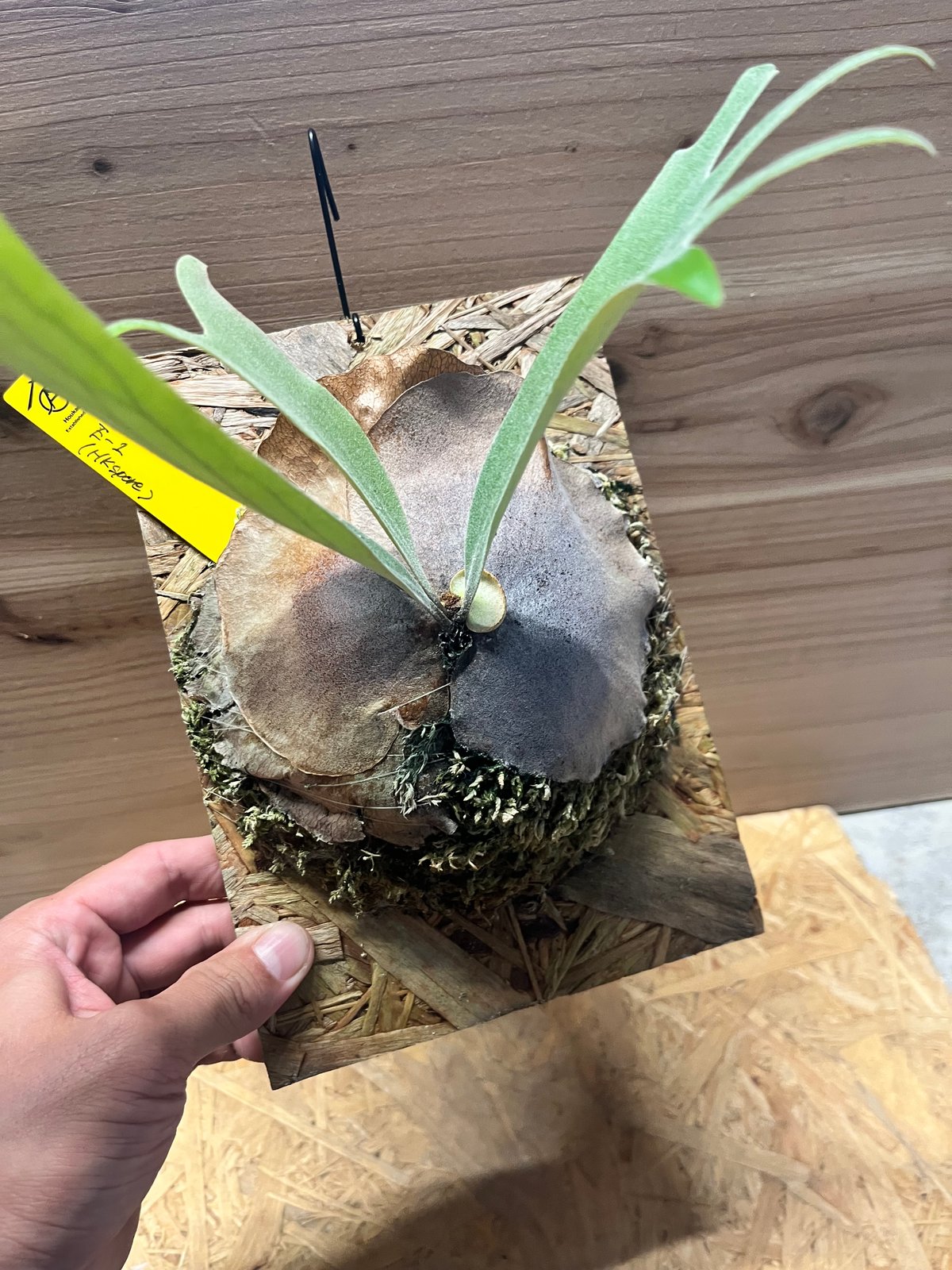 ビカクシダ E-1 スポア | GREEN LUCK